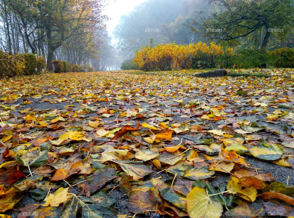 Fall, Leaf, Tree, Season, Nature