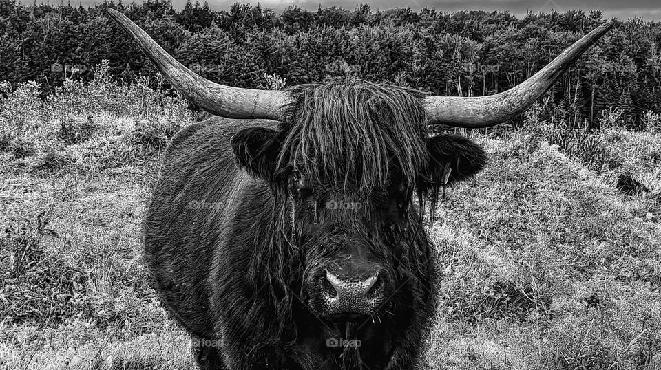 Black and white highland cow, animal photography, on the farm in Canada