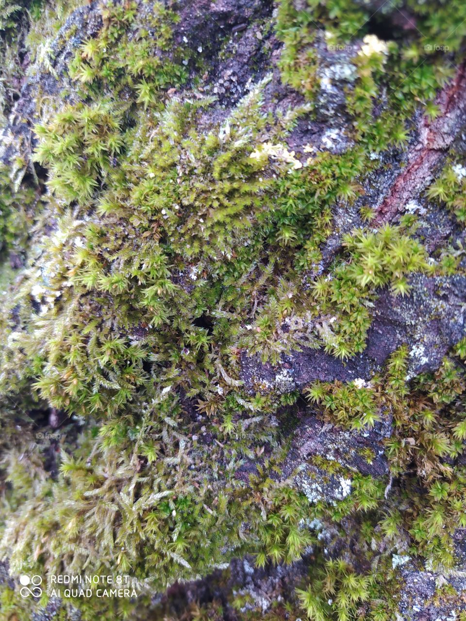 Moss on tree