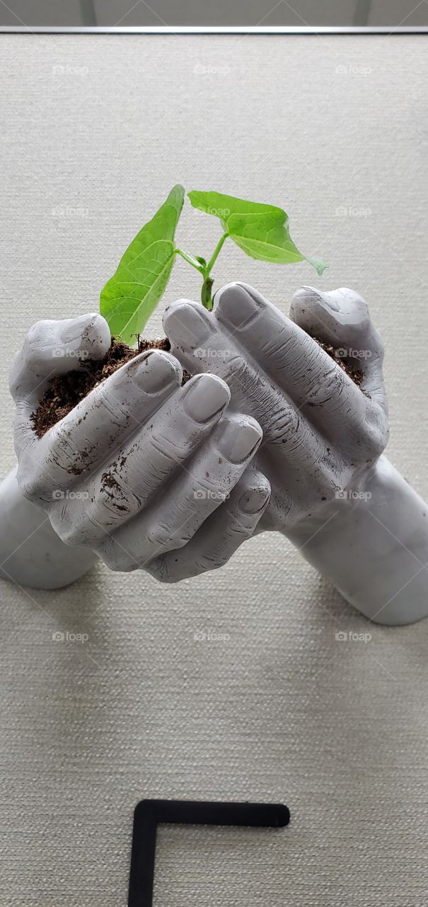 Plant in hands