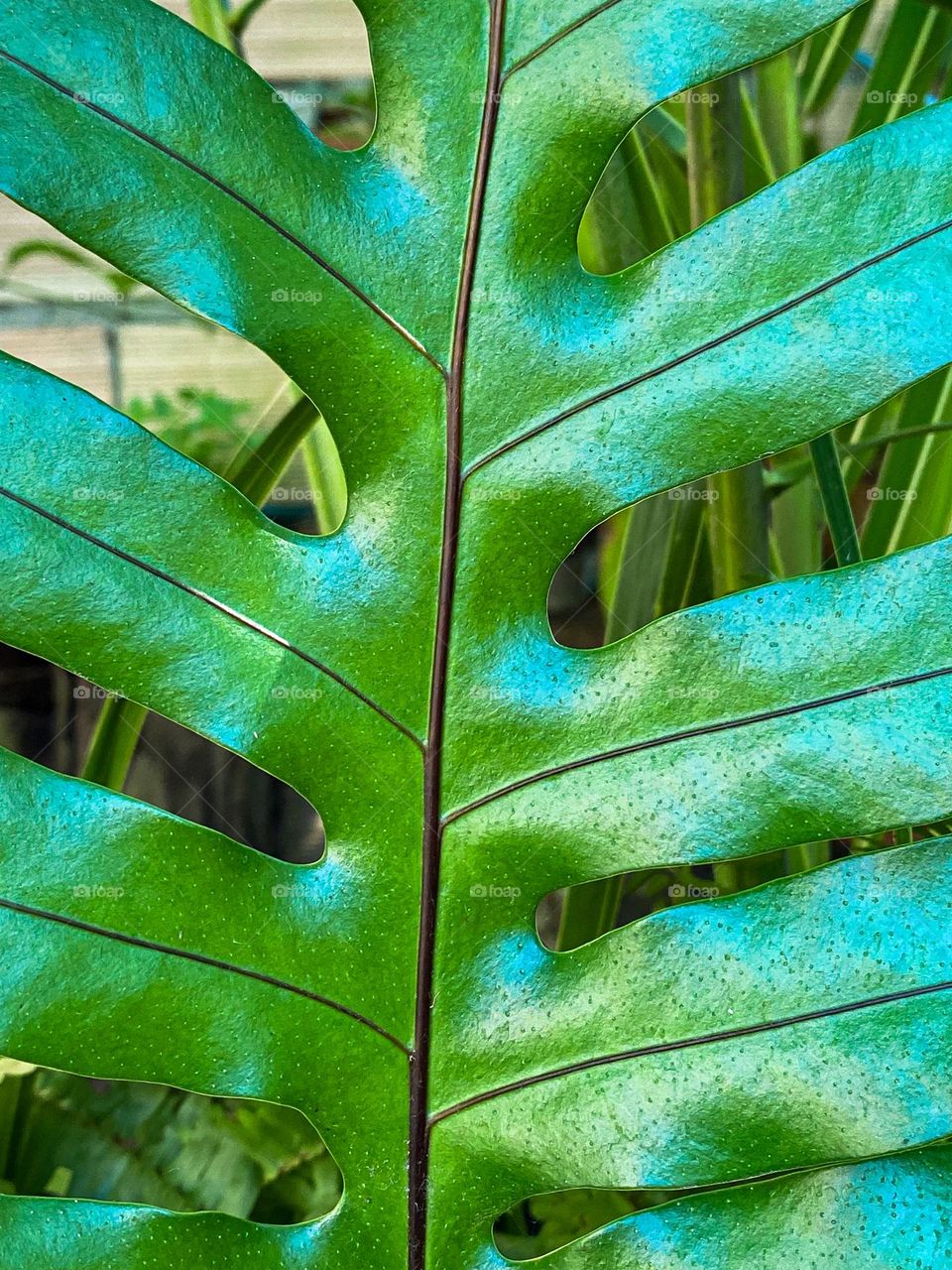 Wallpaper texture of leaves