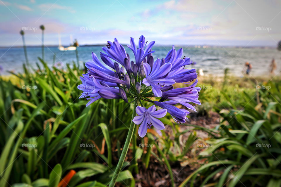 Pretty in purple - flower by the beach