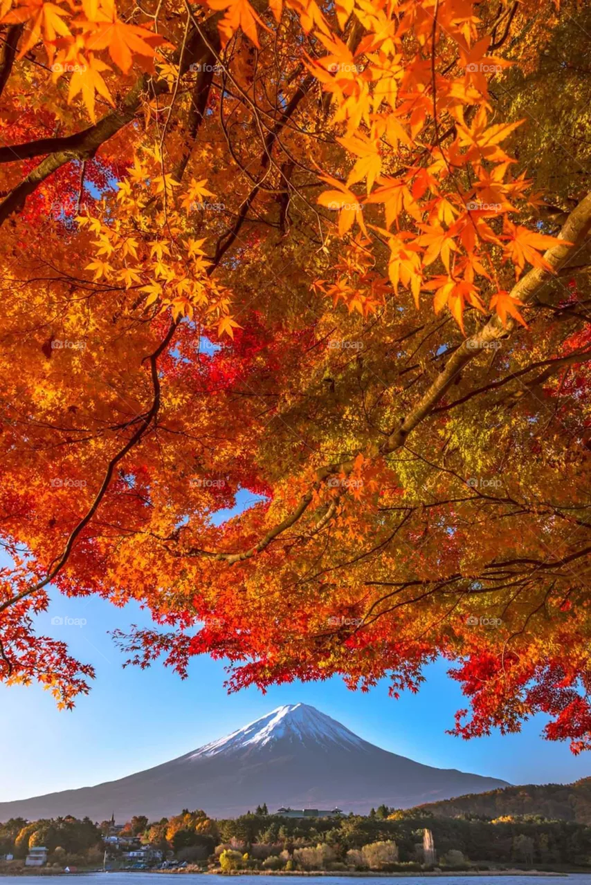 tree