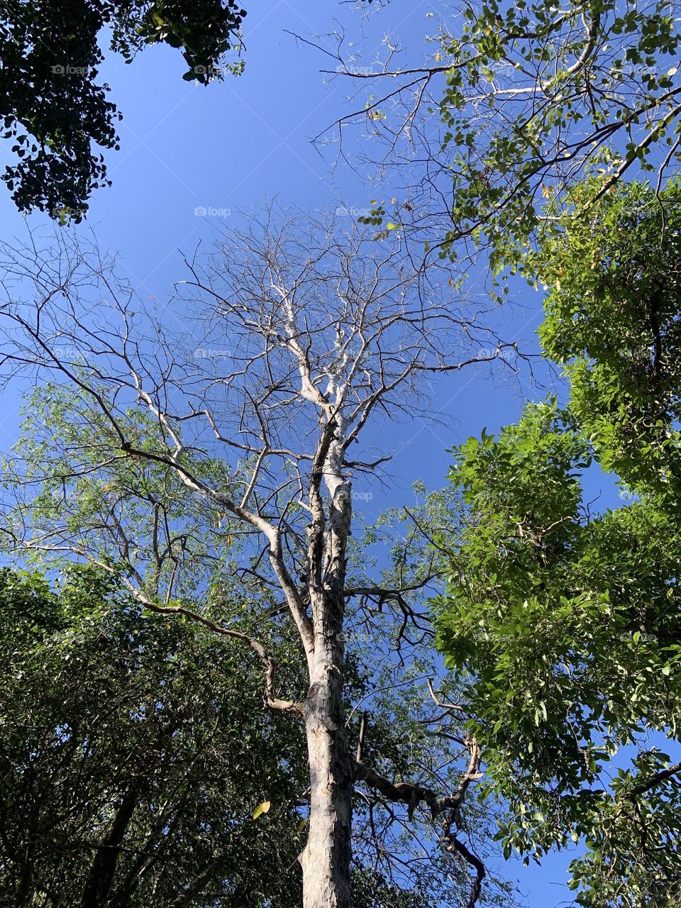 Best of 2021 : nature, My garden (Thailand)