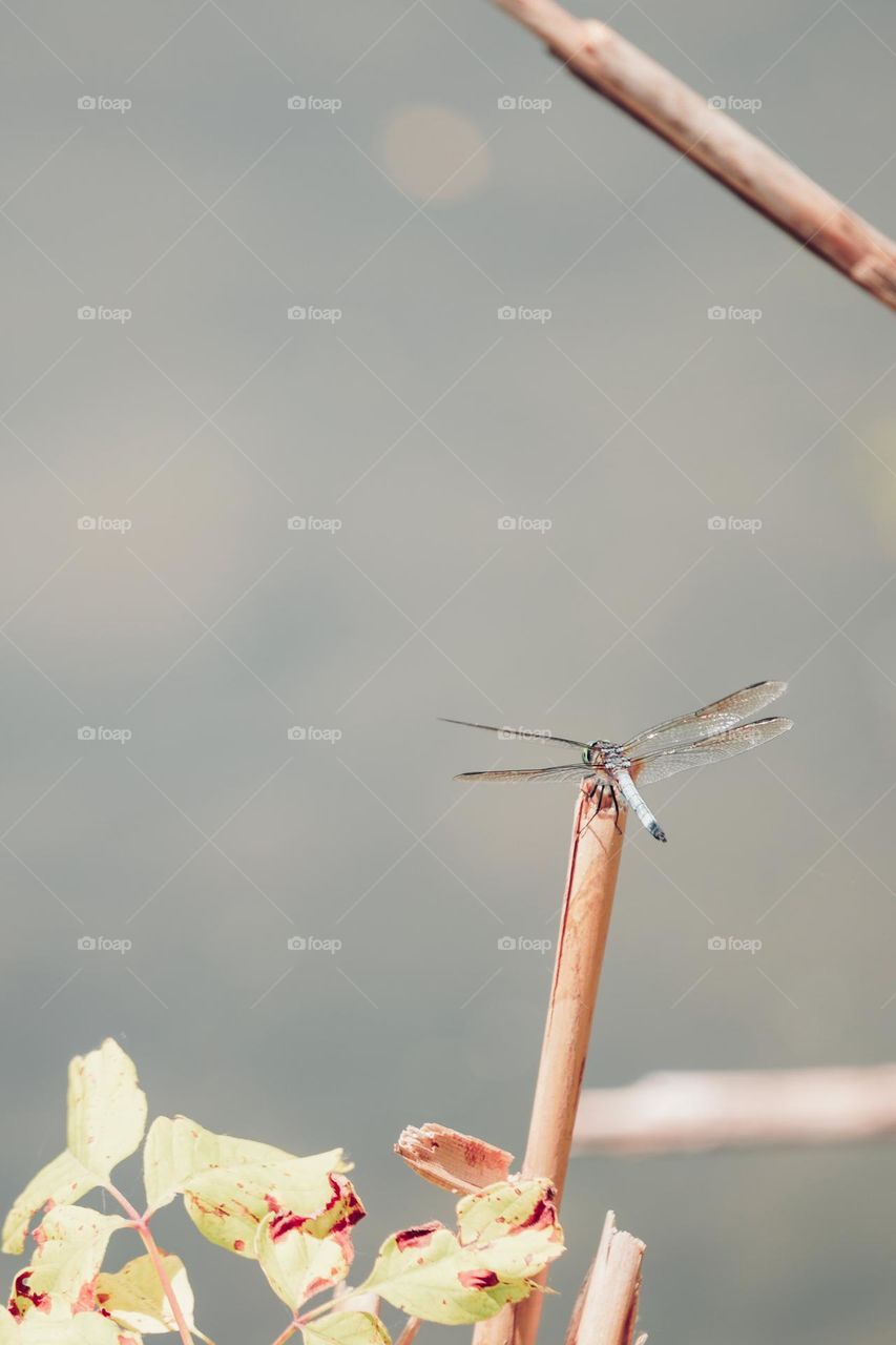 dragonfly appreciating nature