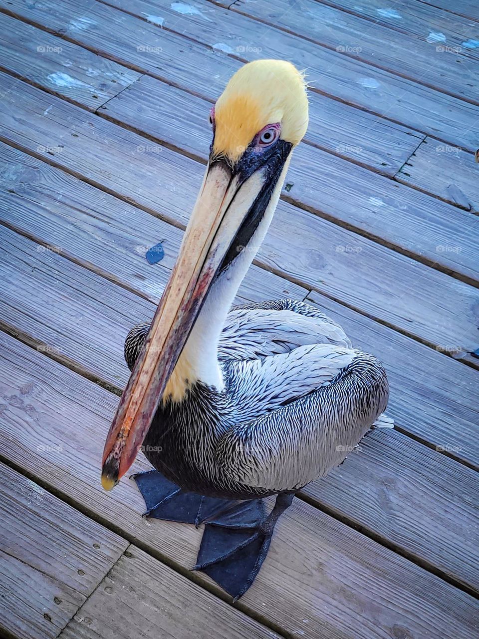 Lone pelican standing on a wooden dock.