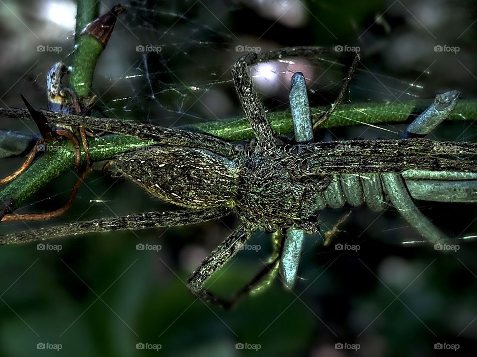 Hidden Spider, Crouching Aracnid