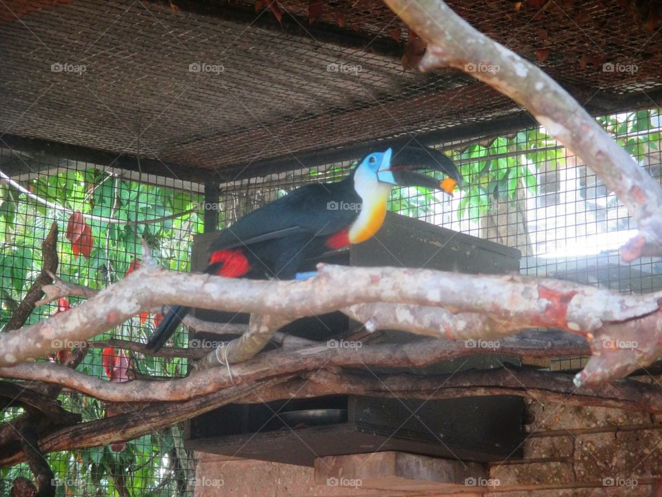 Toucan Bird