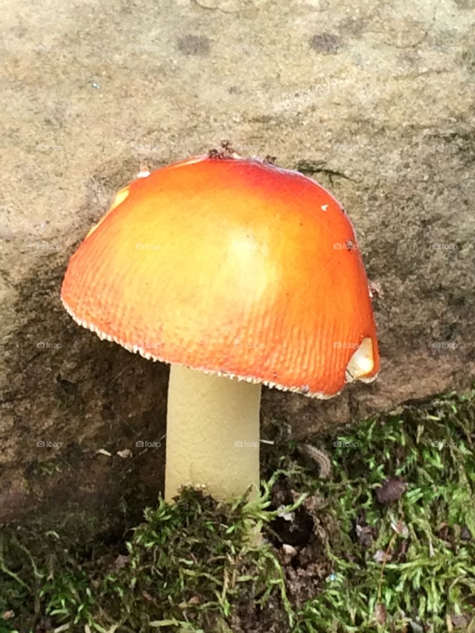 Mushroom