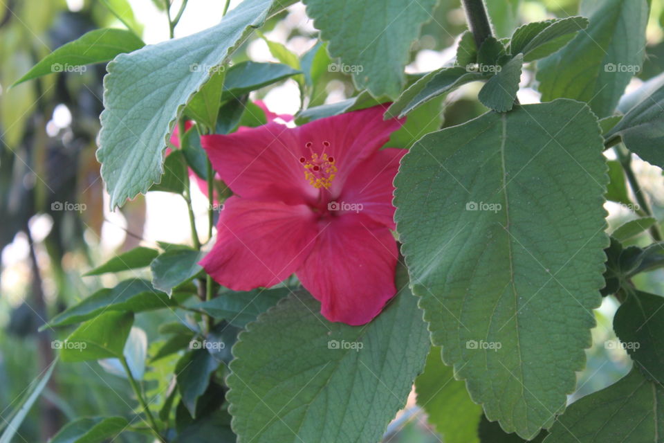Hibiscus Flor