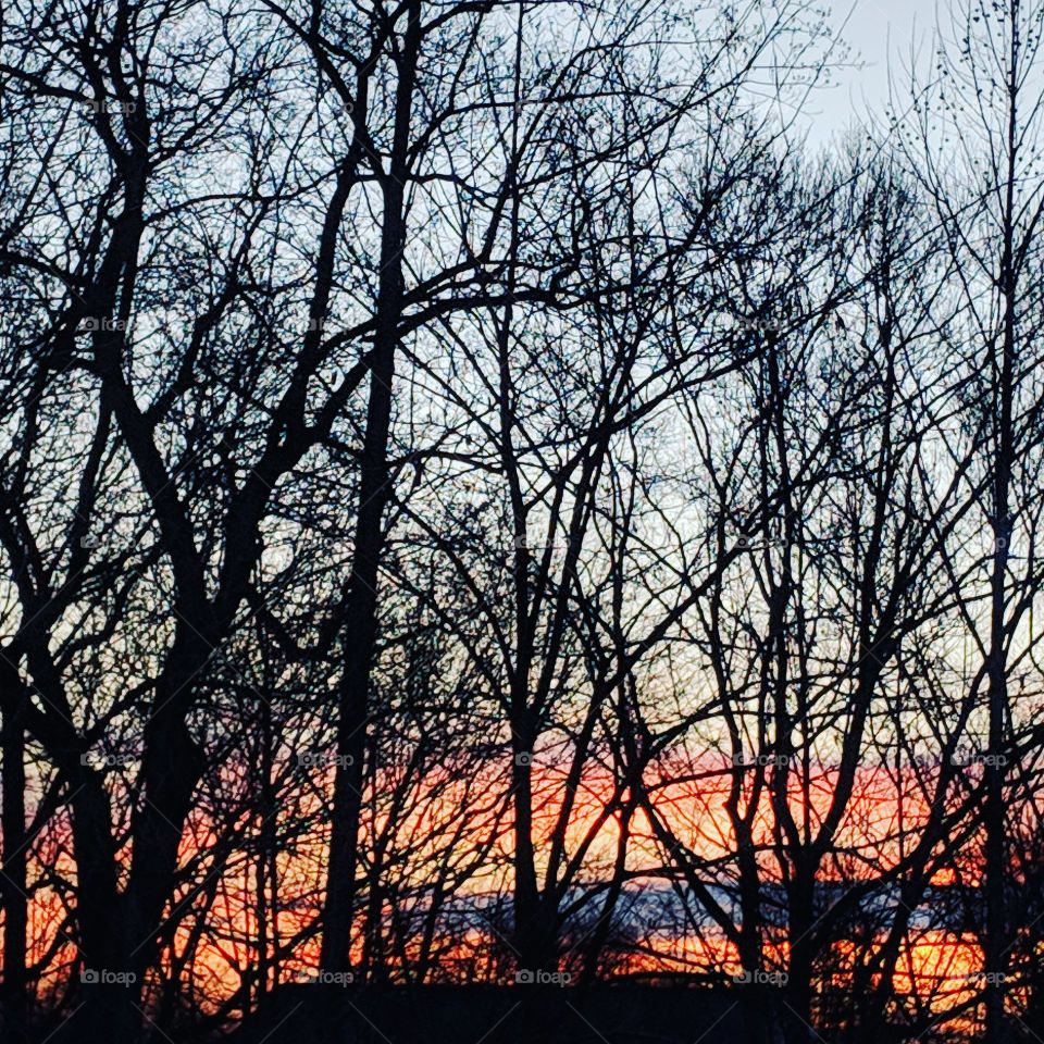 Morning dawn through the spring trees