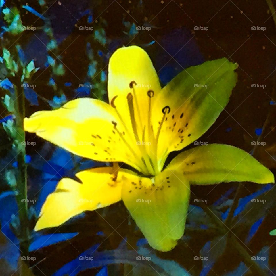 Bright yellow colored flower