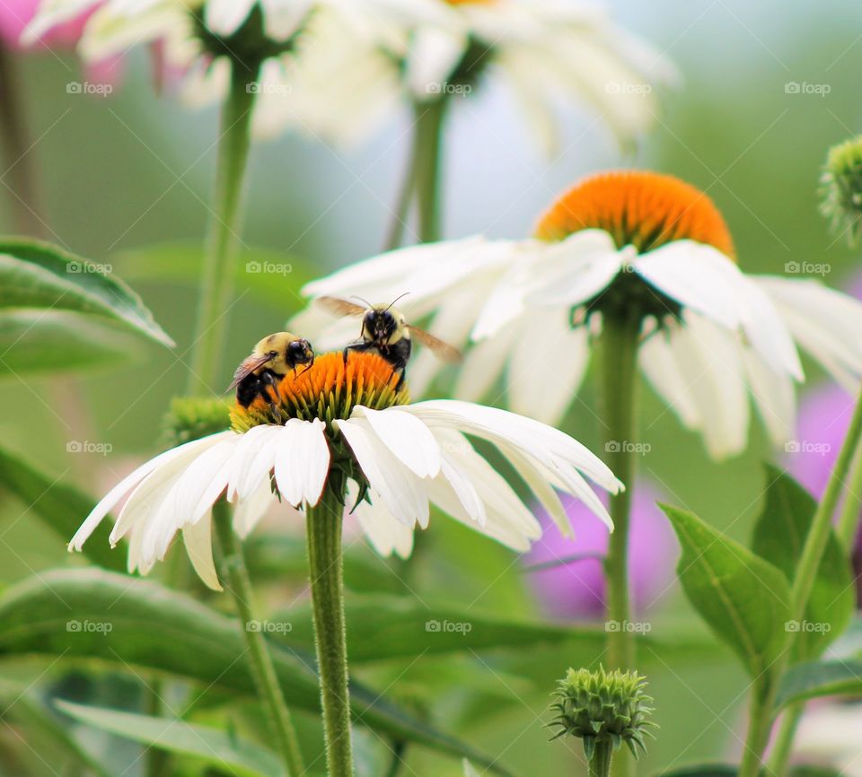 Bees pollinating on coneflowers