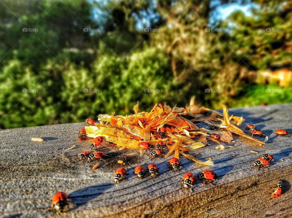 Ladybugs in the garden