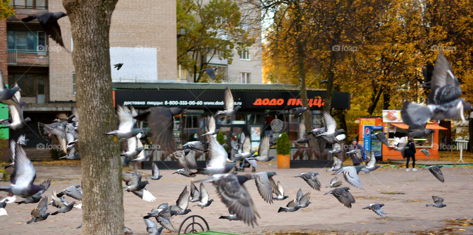 Quick shot of pigeons flying towards the bait. There is always gathering of pigeons in front of this shop of dodo pizza.