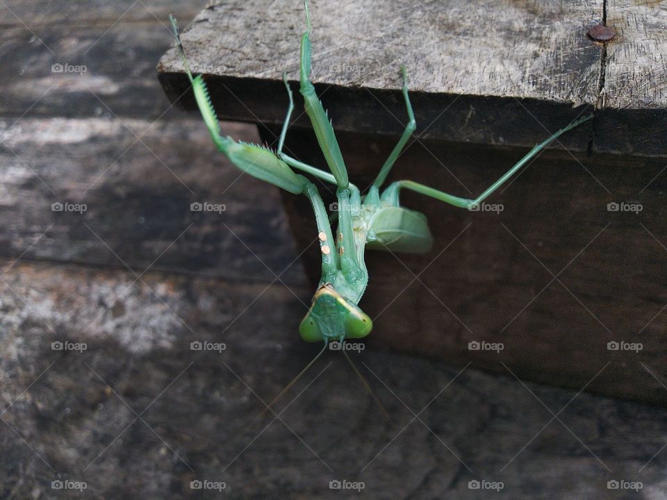 Green grasshopper