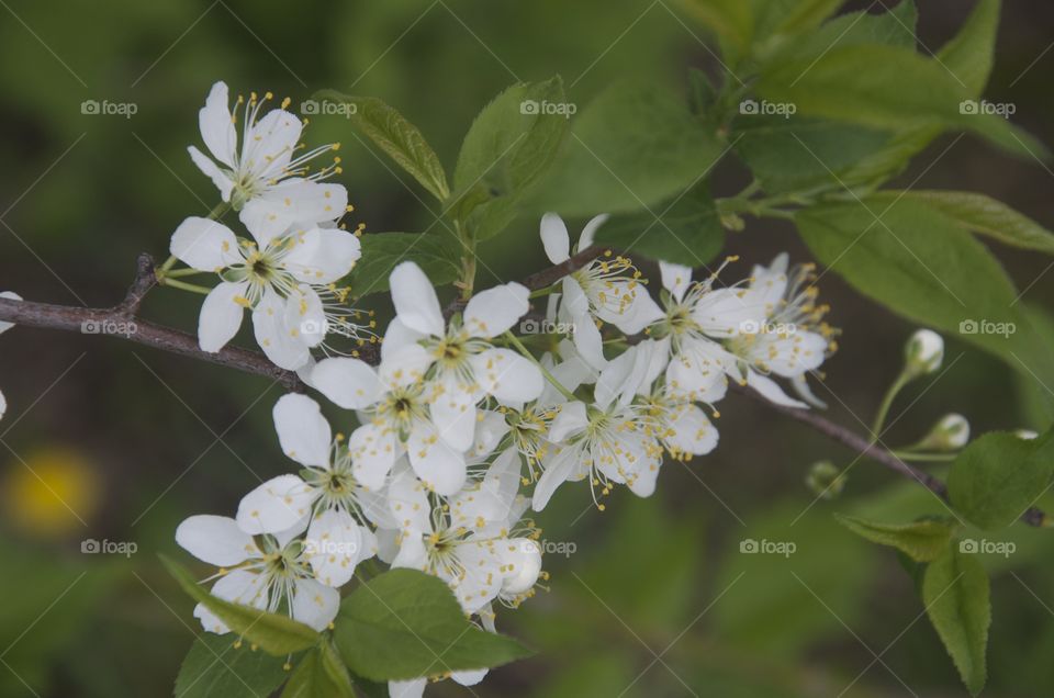 Apple blossoms 