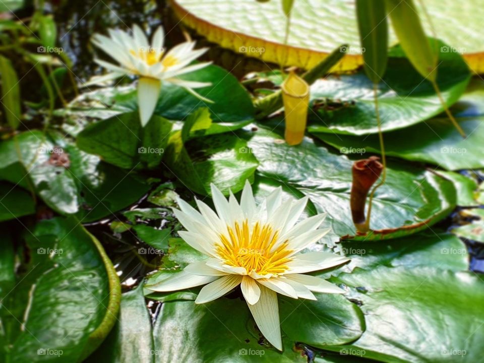 Water Lilies