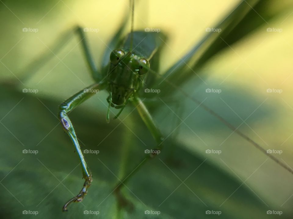 Grasshopper closeup 