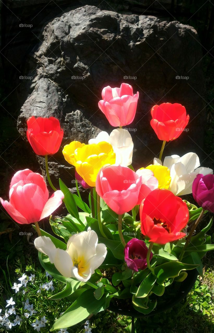 various colored tulips and large rock