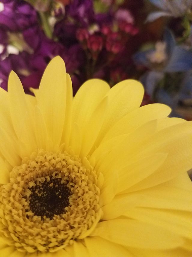 Jean's flowers