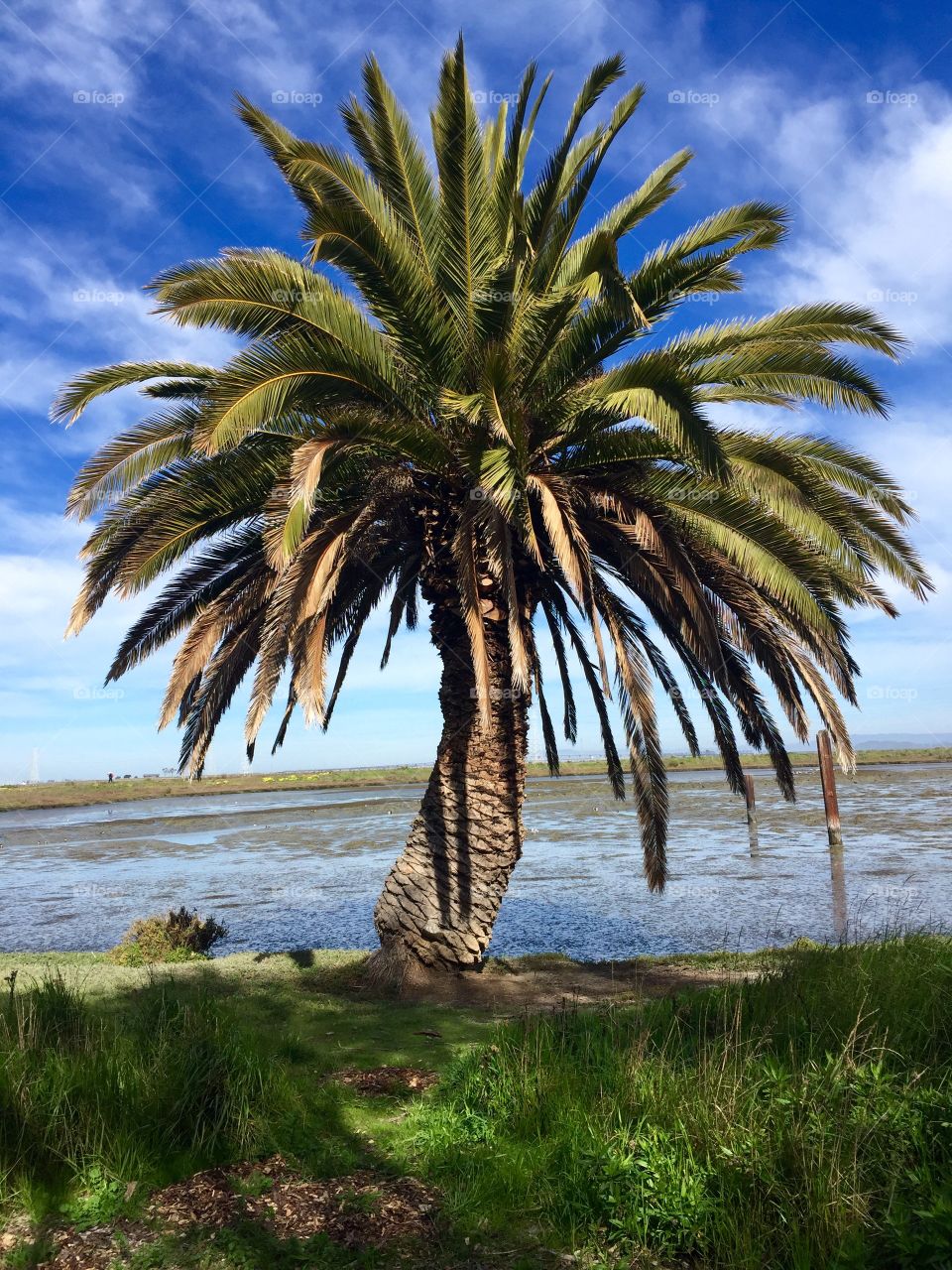 Close-up of palm tree