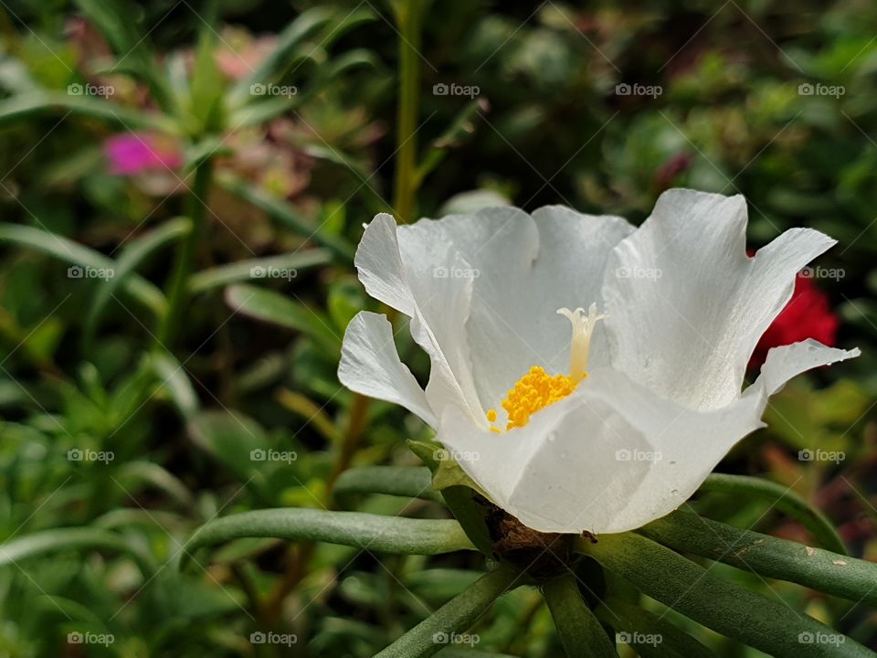 the beautiful flowers