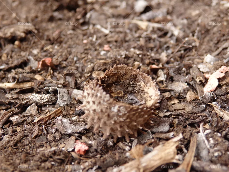 dry nut