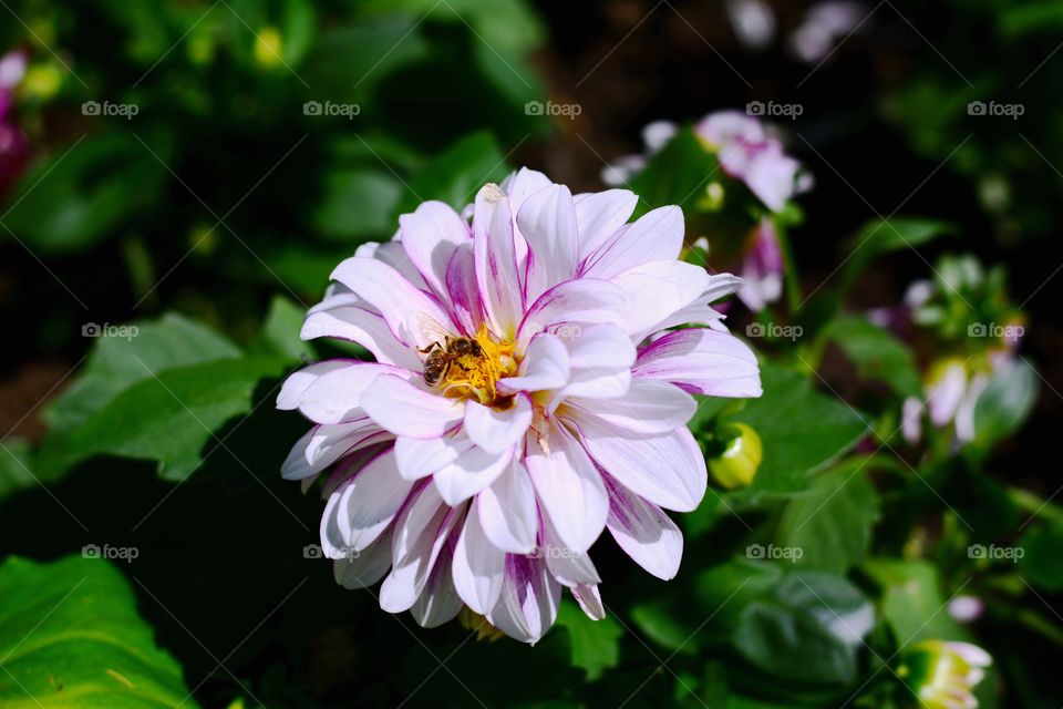 Big rouse flower with wasp. wasp is ticking the flower in floral garden