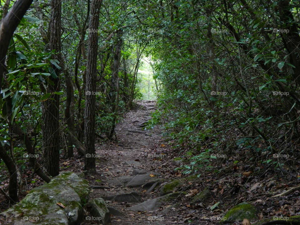 View of trail in forest