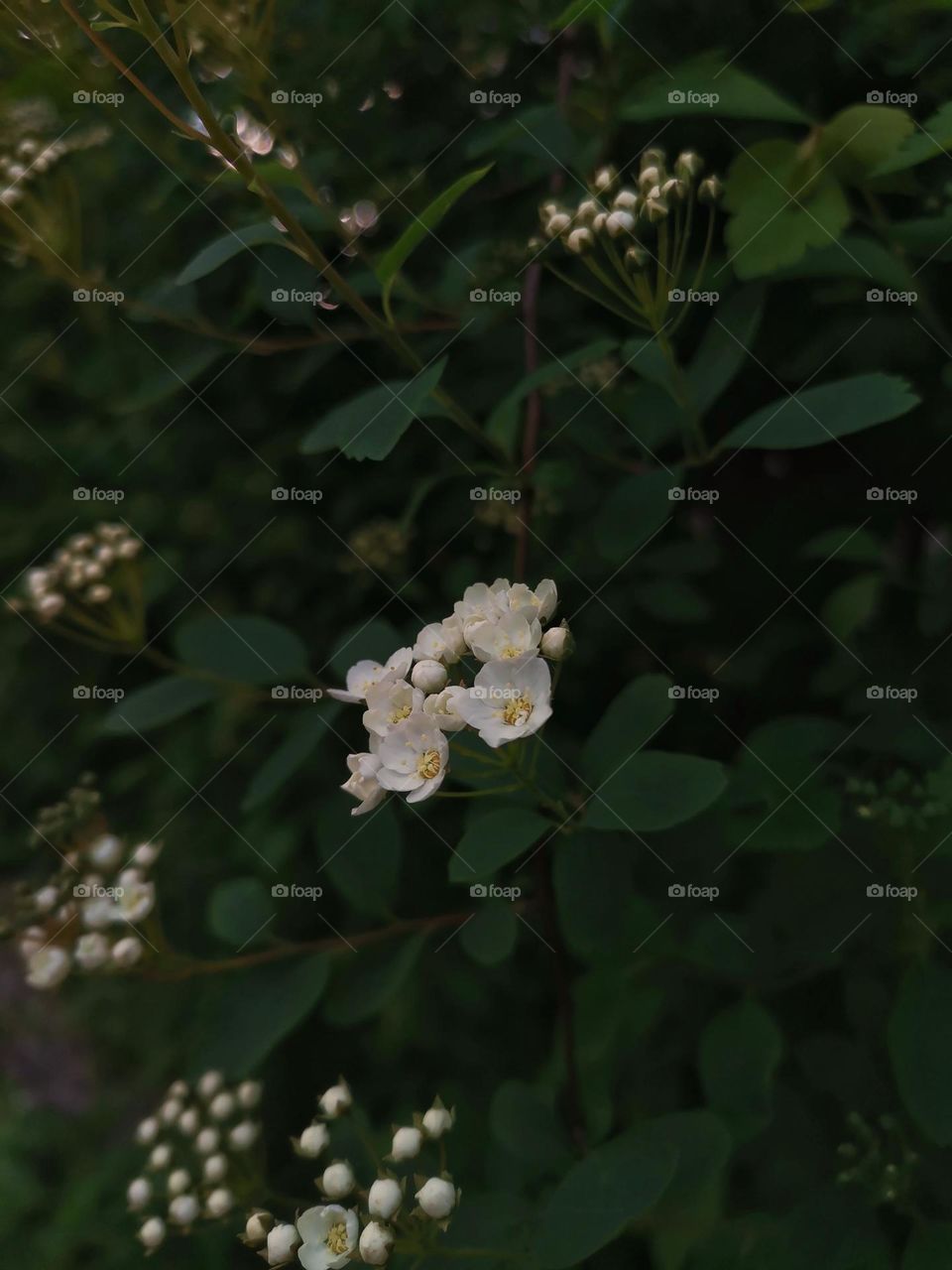 Tiny White Flowers on Natural Green Background