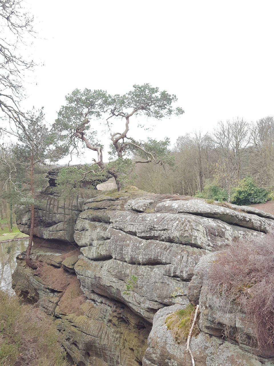 trees on rocks