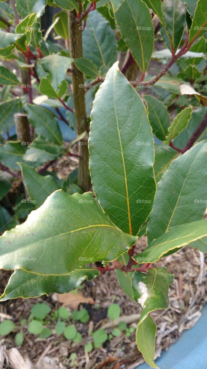 Bay Leaves. Home grown Bay tree in a pot next to my veggie garden for fresh picked leaves.