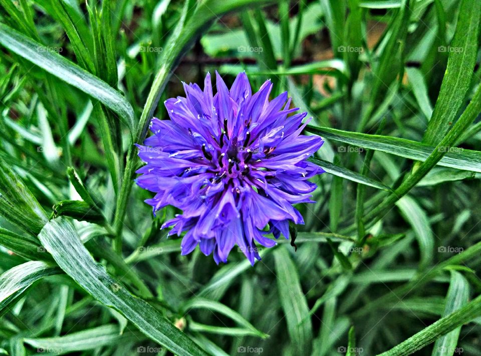 Summer flowers,blue flower
