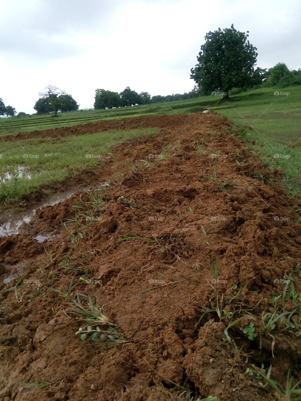 preparing for paddy farm