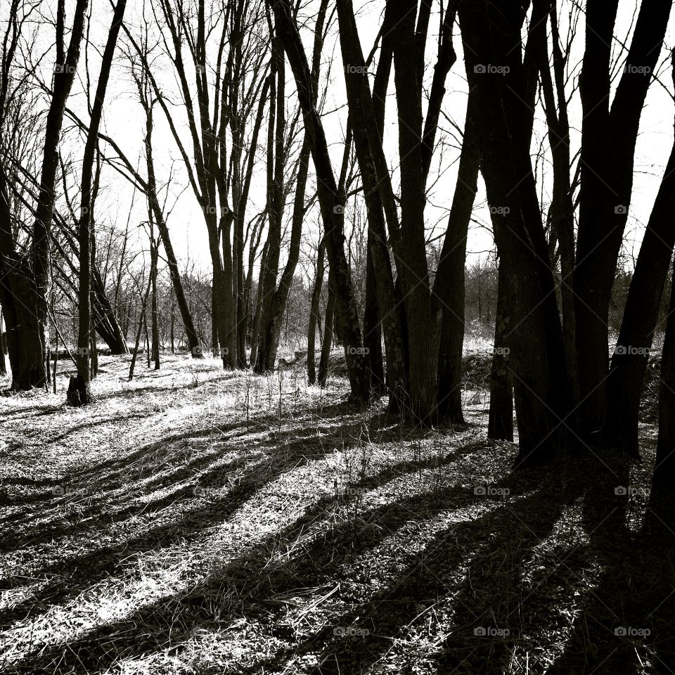 Shadowlands. Trees and shadows black and white