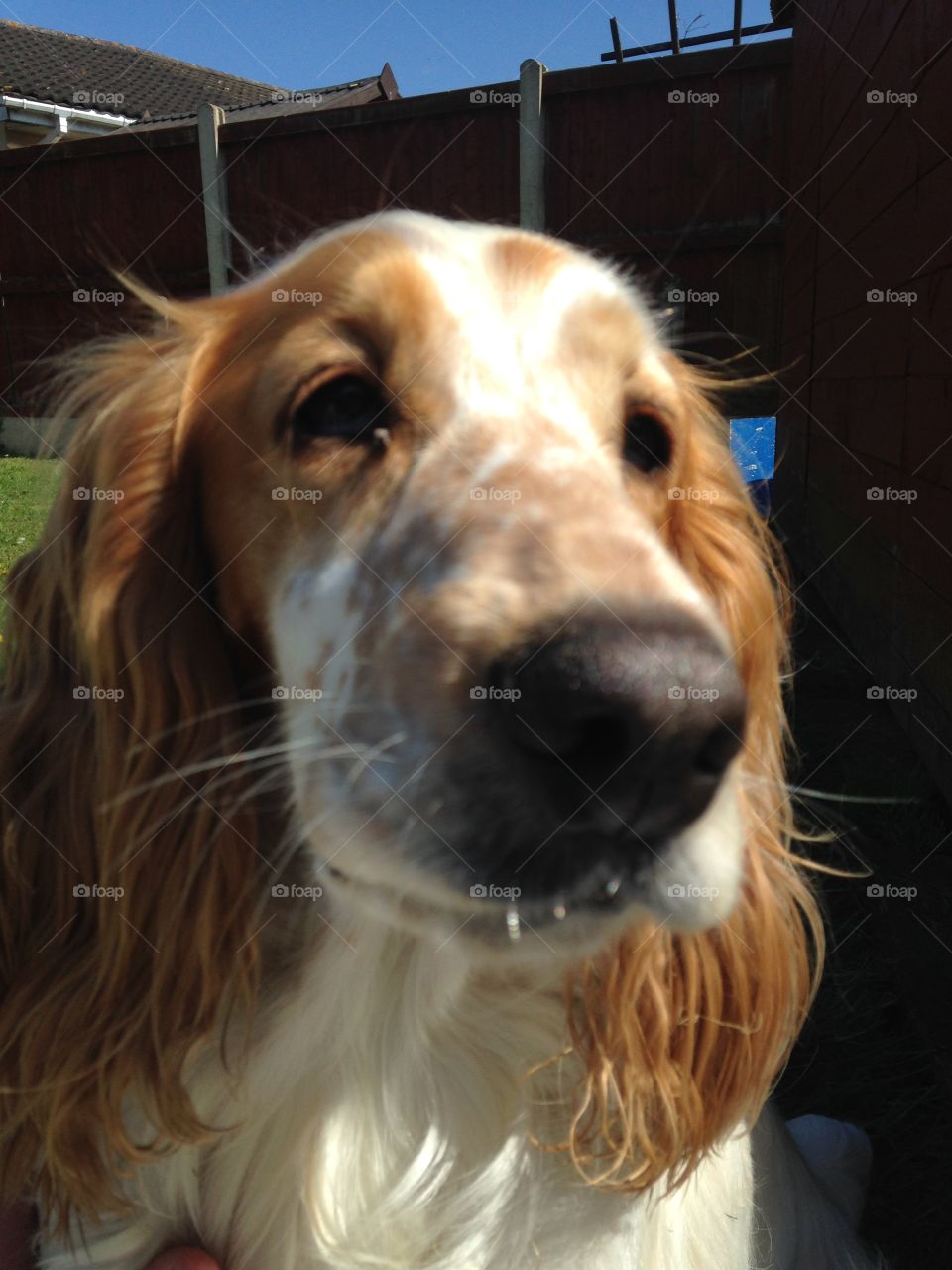 Little Poser🐶🐕