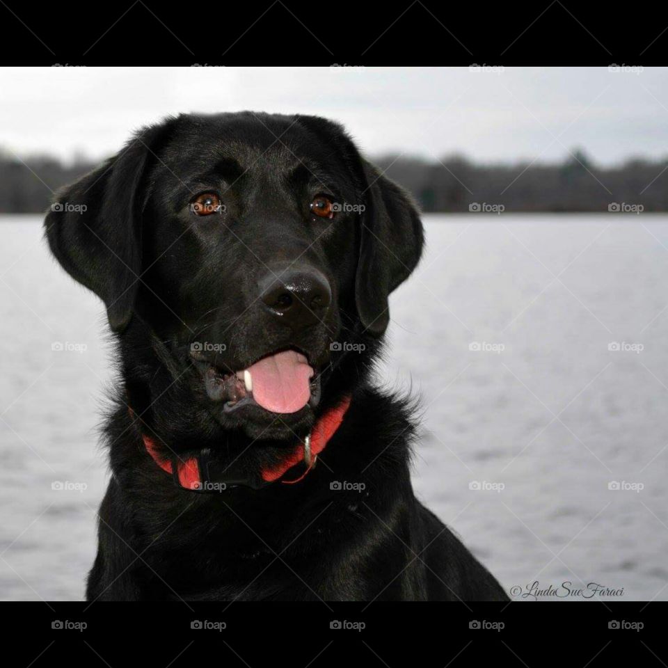 Black Labrador