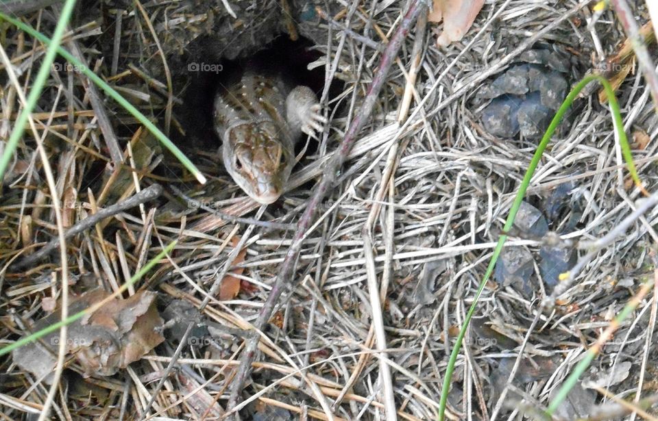 Nature, Animal, Wildlife, Little, Ground