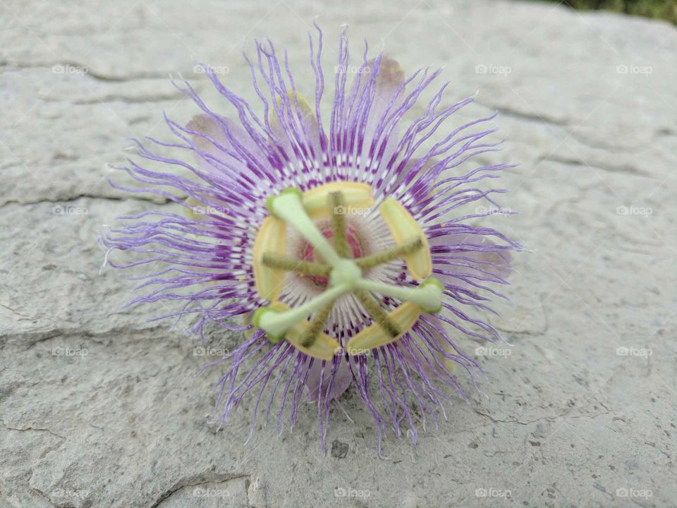 passion flower