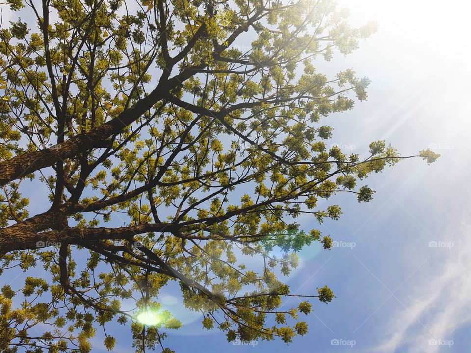 lindo día en el arbol