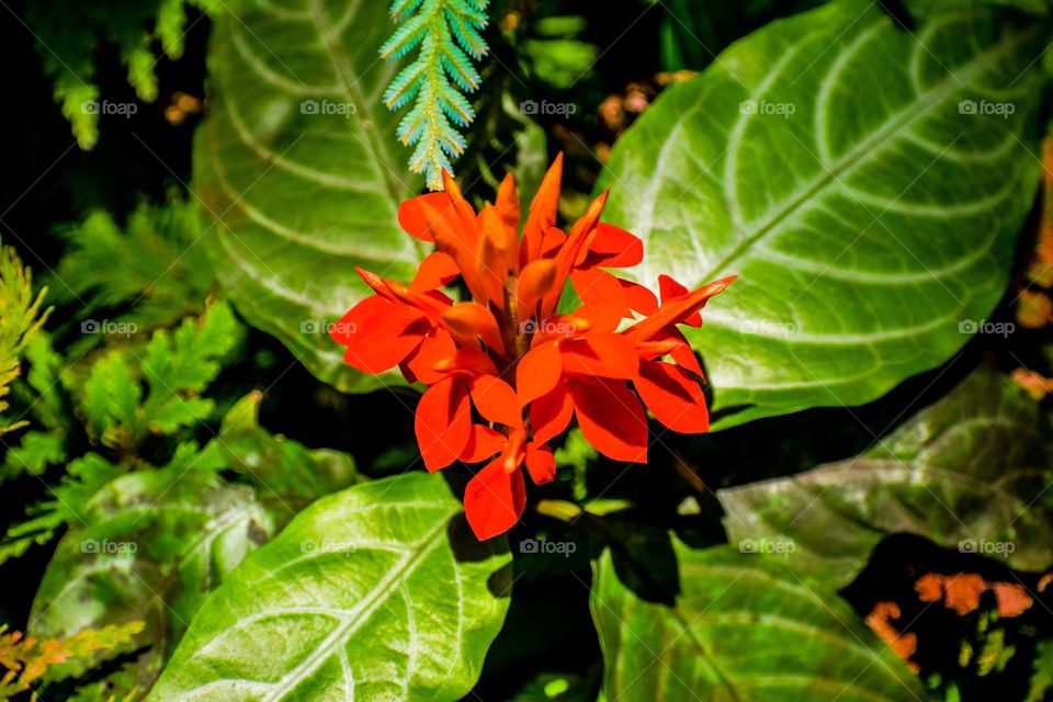 Bright orange blooms on the jungle floor