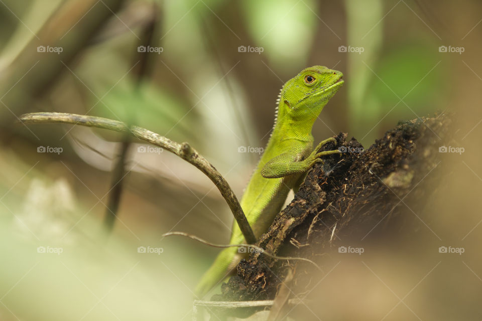 Green lizard in the wild.