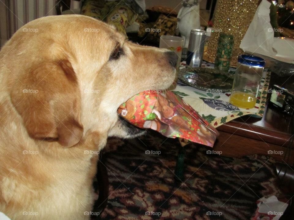 My dog with a Christmas present in his mouth