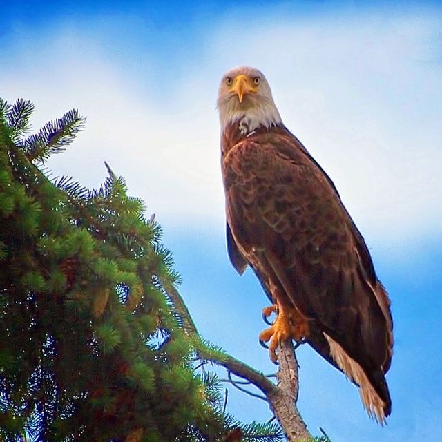raptor