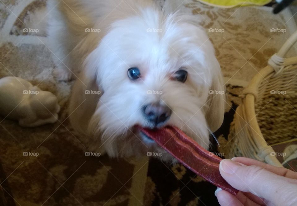 Dog with treat