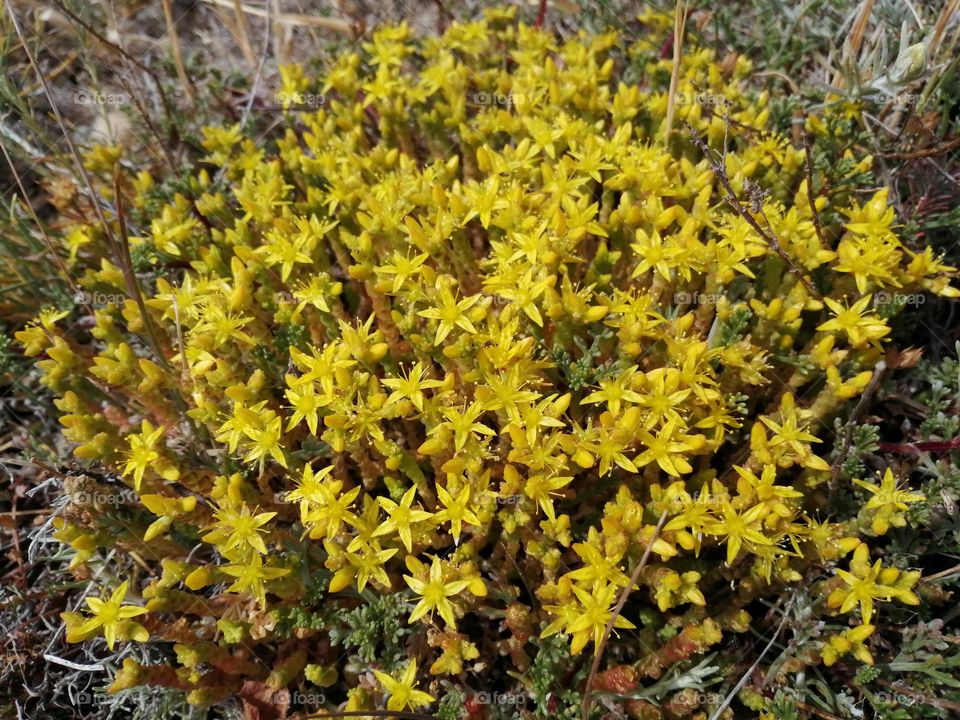 Yellow flowers