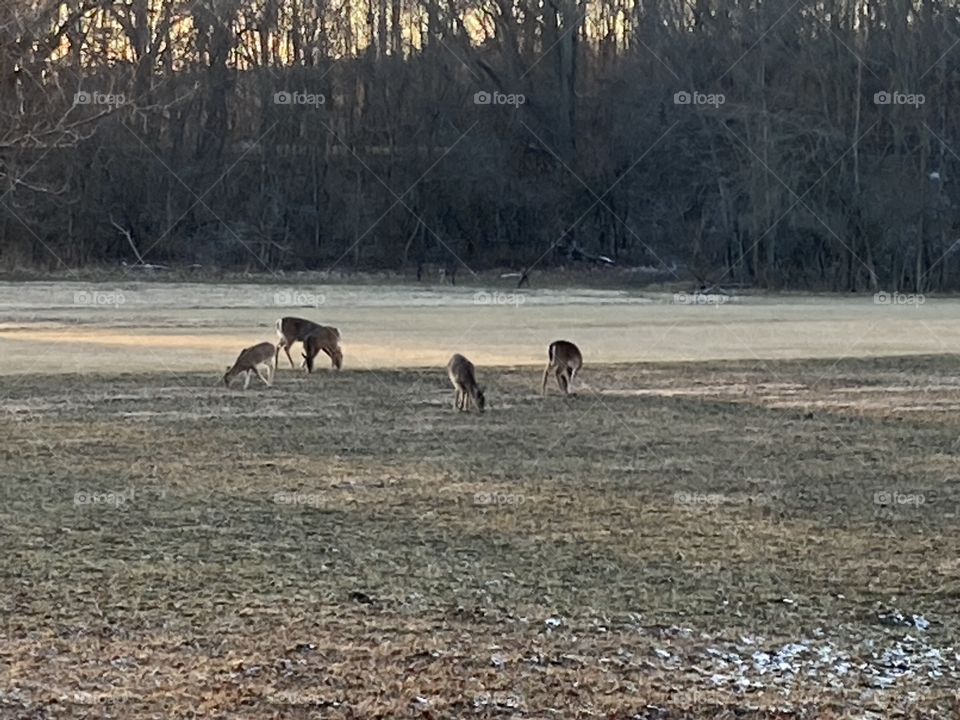 Deer enjoying the evening 