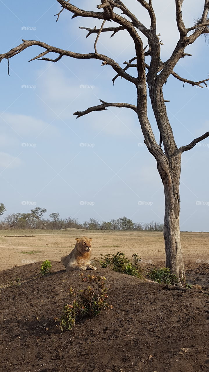lion surveying his domain