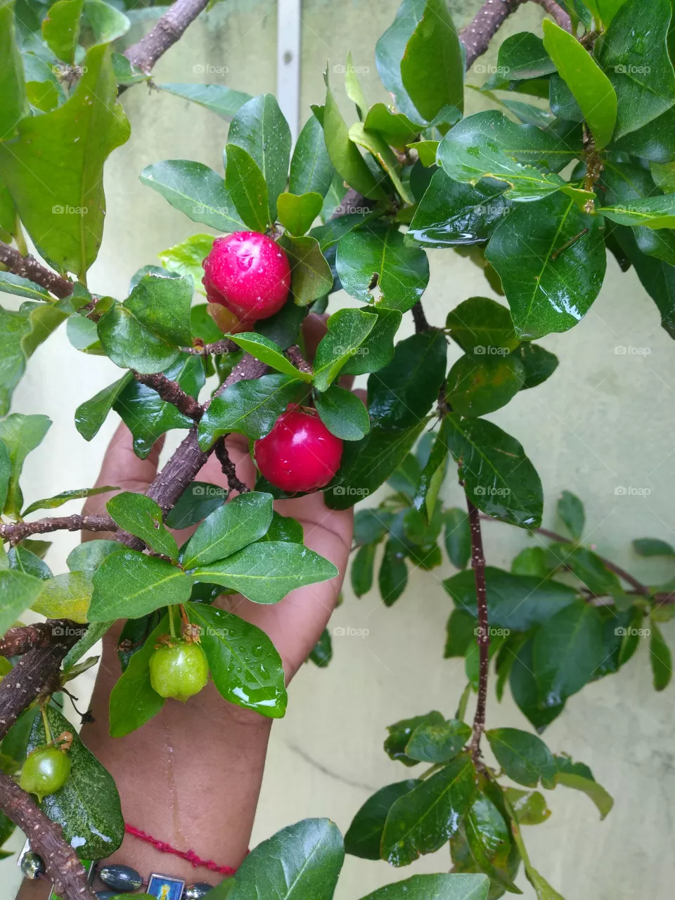 acerola